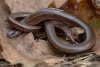 Anguis fragilis, Kaszó