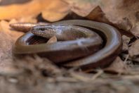 Anguis fragilis, Kaszó