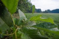 Hyla arborea, Kaszó