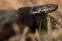 Vipera berus bosniensis, Kaszó