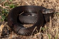 Vipera berus bosniensis, Kaszó