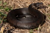 Vipera berus bosniensis, Kaszó