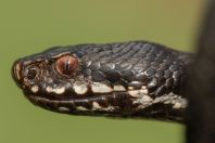 Vipera berus bosniensis, Kaszó