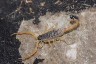 Scorpionidae, pohoří Safin