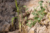 Heremites septemtaeniatus, Hazarmerd