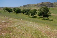 Hazarmerd