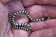 Eirenis nigrofasciatus, Hazarmerd