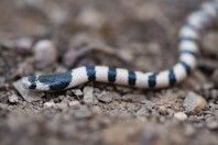 Eirenis nigrofasciatus, Hazarmerd