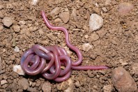 Myriopholis macrorhyncha, Hazarmerd