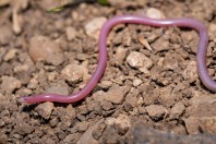 Myriopholis macrorhyncha, Hazarmerd