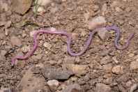 Myriopholis macrorhyncha, Hazarmerd