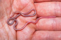 Myriopholis macrorhyncha, Hazarmerd