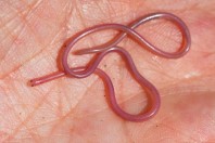 Myriopholis macrorhyncha, Bakhan