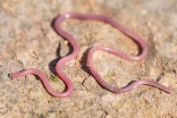 Myriopholis macrorhyncha, Bakhan