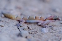 Microgecko helenae, Bakhan