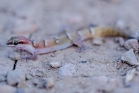 Microgecko helenae, Bakhan