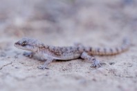 Mediodactylus sp., Bakhan