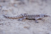 Mediodactylus sp., Bakhan