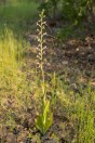 Himantoglossum sp., Swlakan