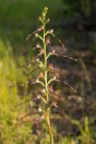 Himantoglossum sp., Swlakan