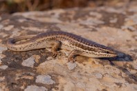 Heremites septemtaeniatus, Swlakan