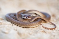 Platyceps najadum, Swlakan