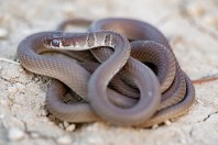 Platyceps najadum, Swlakan