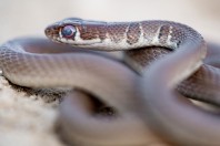 Platyceps najadum, Swlakan