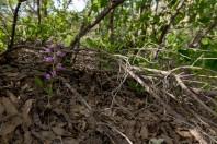 Cephalanthera sp., Qara Dagh