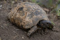 Testudo graeca, Qara Dagh