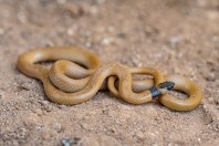 Eirenis occidentalis, Qara Dagh