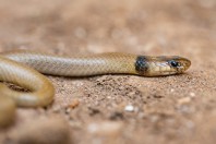 Eirenis occidentalis, Qara Dagh