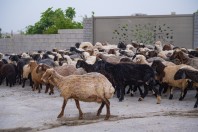 Qara Dagh
