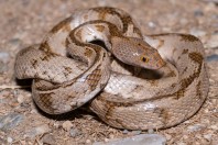 Telescopus sp., Qara Dagh