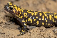 Salamandra infraimmaculata, Balkha