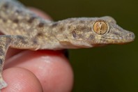 Asaccus sp., Bamo