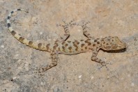 Asaccus sp., Bamo