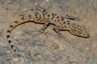 Asaccus sp., Bamo