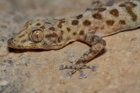 Asaccus sp., Bamo
