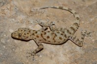 Asaccus sp., Bamo