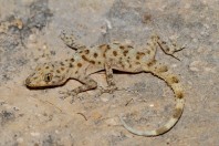Asaccus sp., Bamo