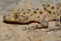 Asaccus sp., Bamo