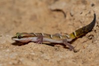 Microgecko helenae, Baniby