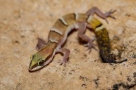 Microgecko helenae, Baniby