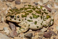 Bufotes viridis, Bamo