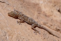 Asaccus sp., pohoří Bamo