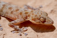 Asaccus sp., pohoří Bamo