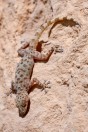 Asaccus sp., pohoří Bamo