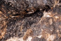 Asaccus sp., pohoří Bamo
