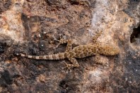 Asaccus sp., pohoří Bamo